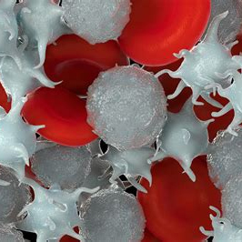 /cms/uploads/cells.jpg